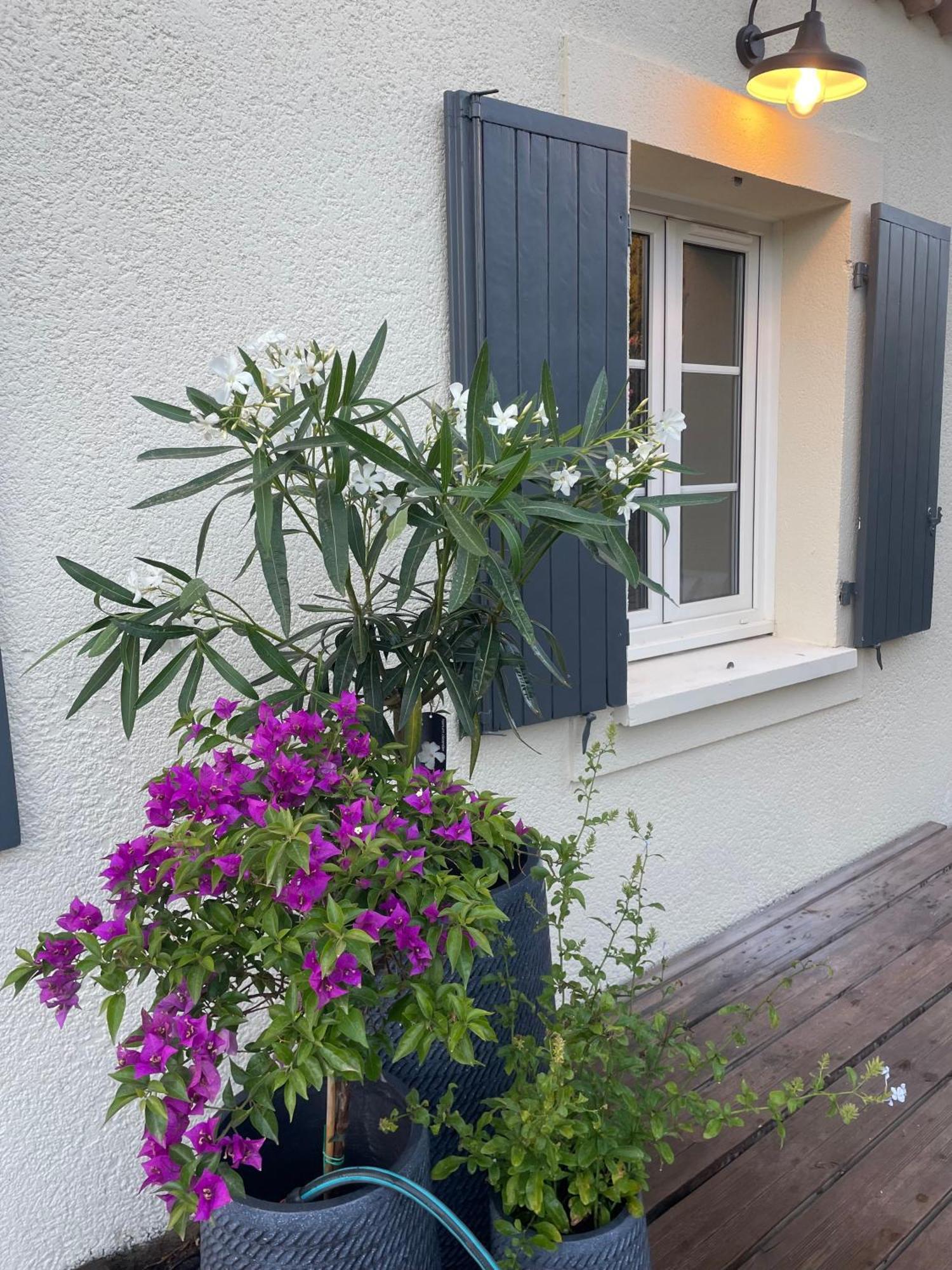 Villa Jasmin - Charming & Cosy Saint-Rémy-de-Provence Exterior photo